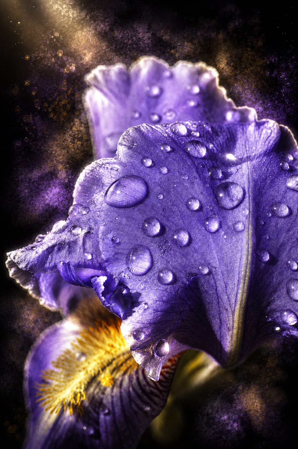 Iris Nocturne | Fine Art Photography Notecards in Keepsake box