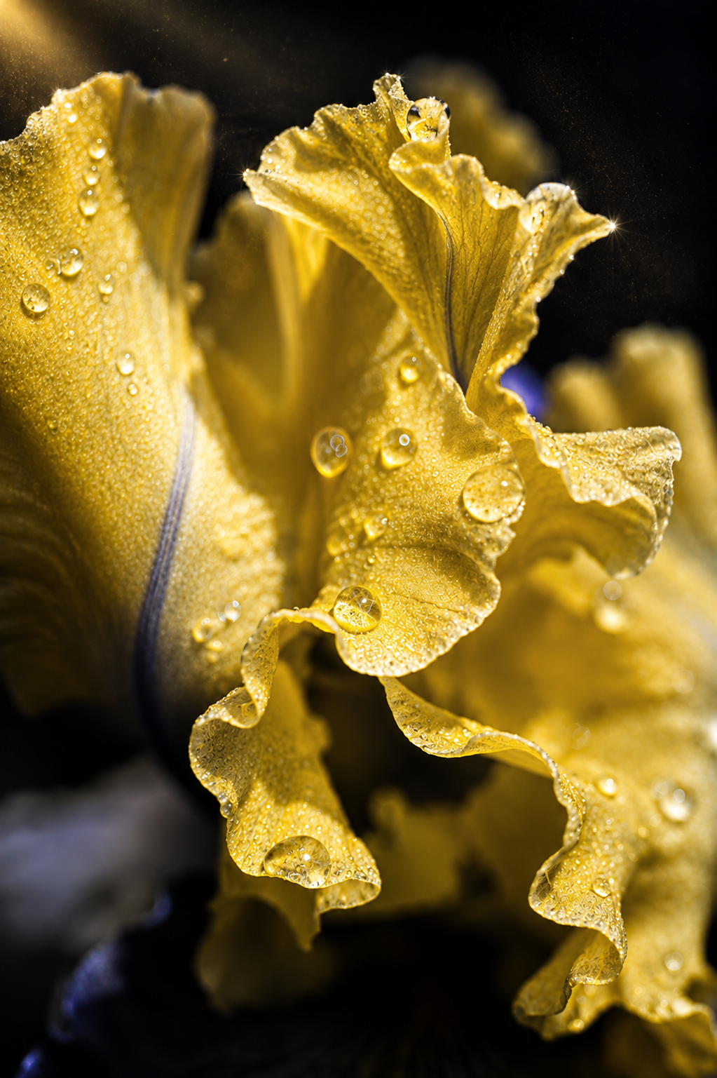 Iris Nocturne | Fine Art Photography Notecards in Keepsake box