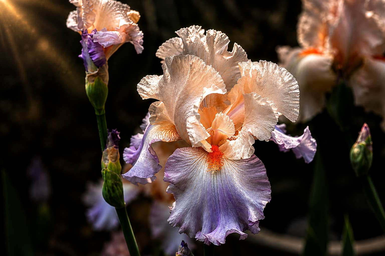 Iris Nocturne | Fine Art Photography Notecards in Keepsake box