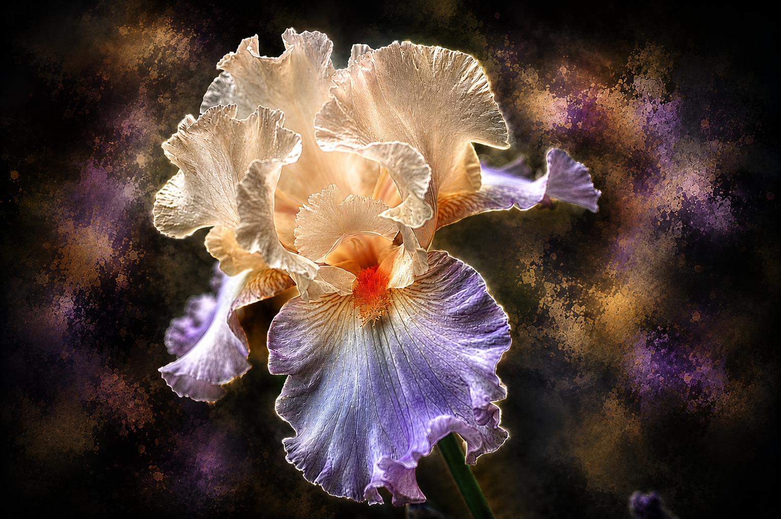Iris Nocturne | Fine Art Photography Notecards in Keepsake box