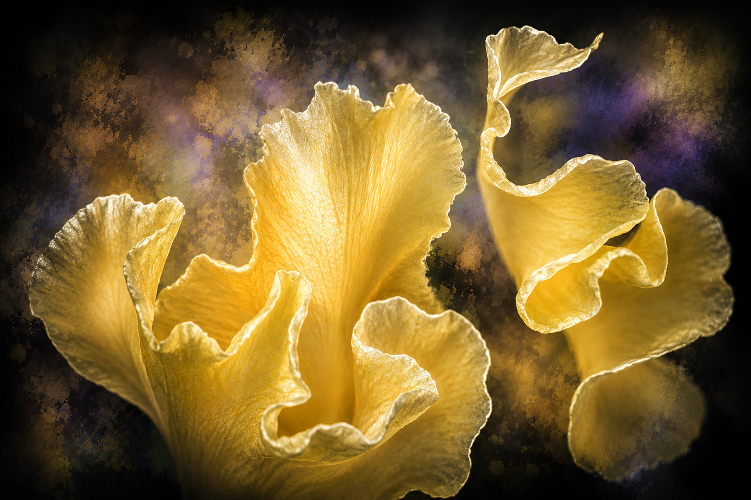 Iris Nocturne | Fine Art Photography Notecards in Keepsake box