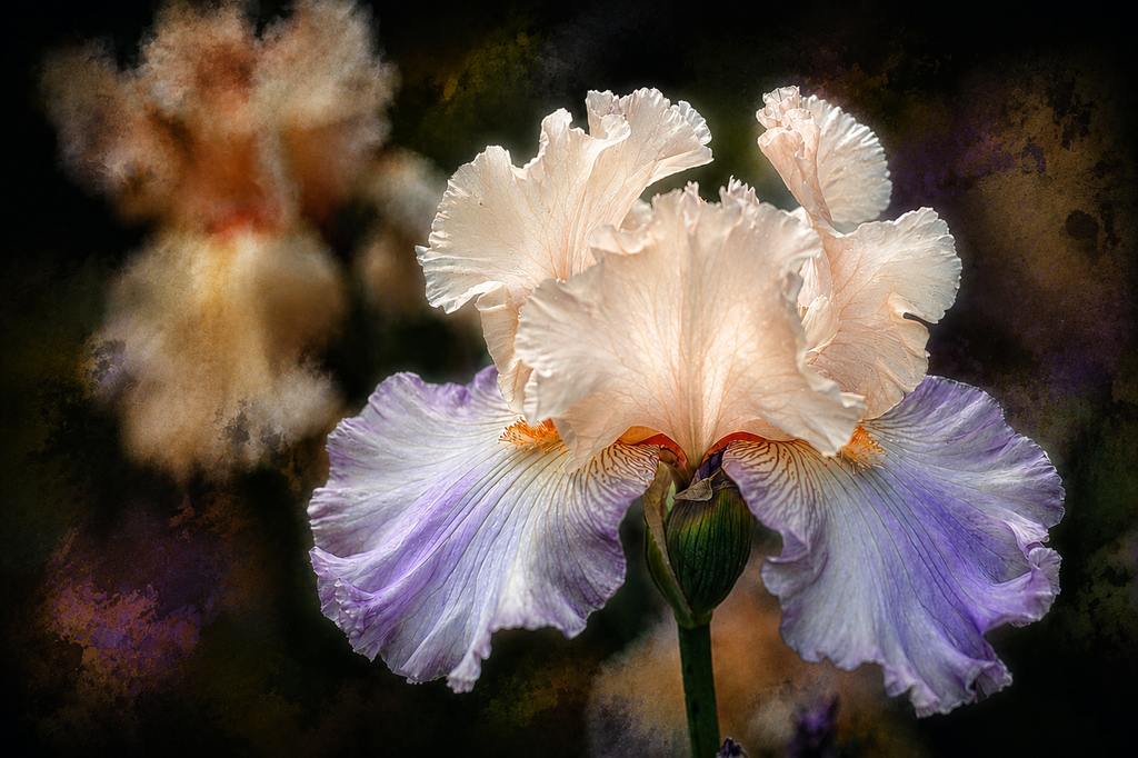 Iris Nocturne | Fine Art Photography Notecards in Keepsake box